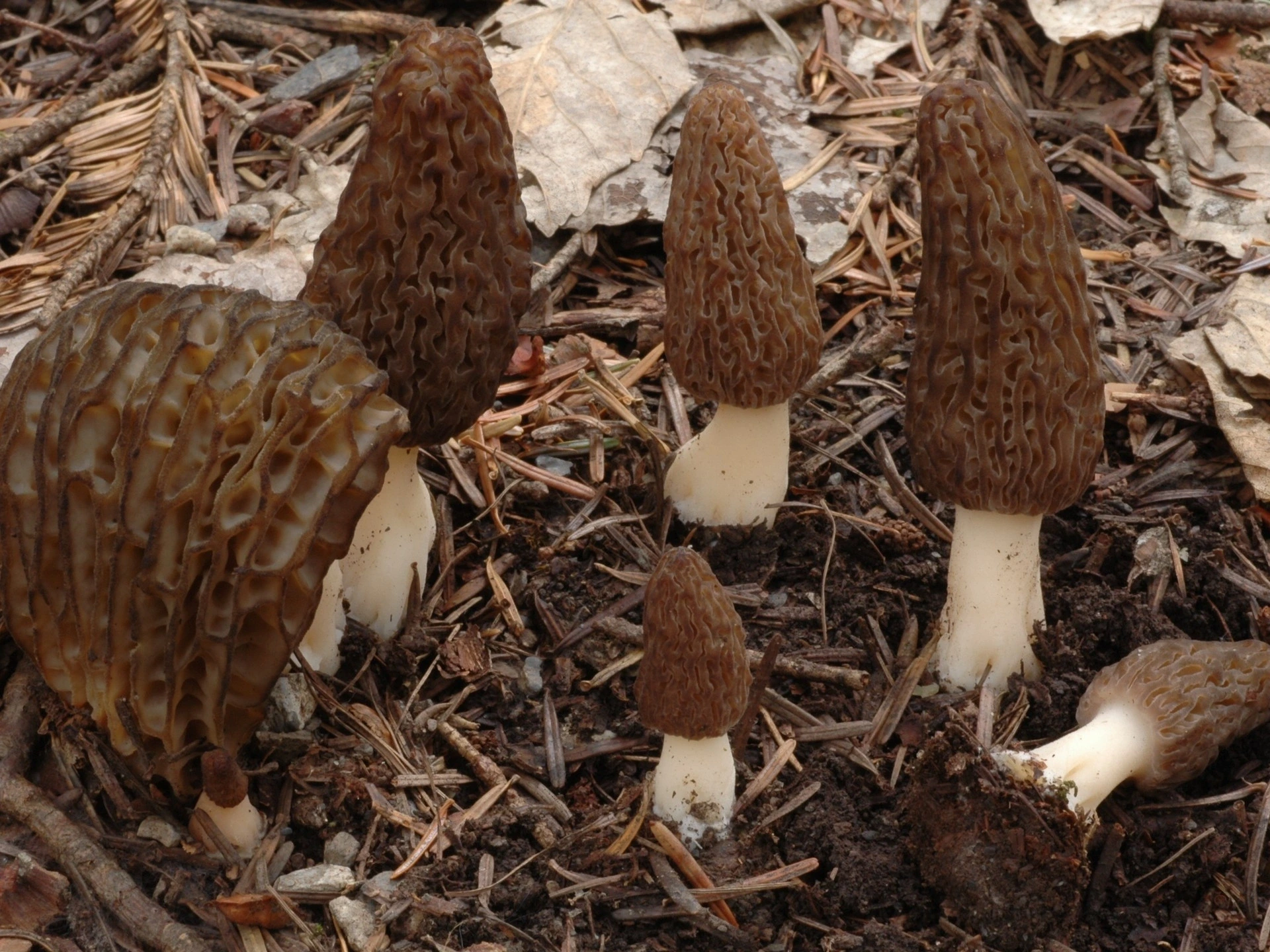 Salon du champignon