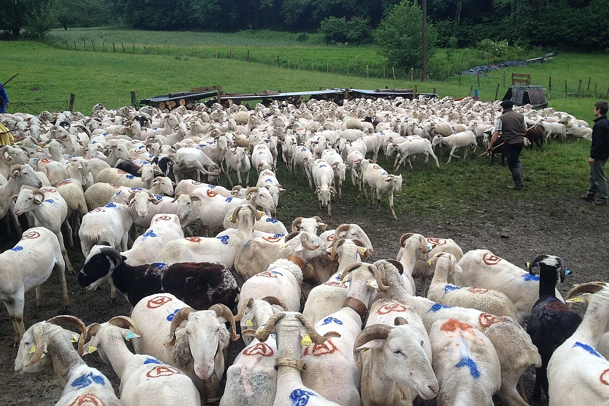 TRANSHUMANCE DE L'ESCALETTE