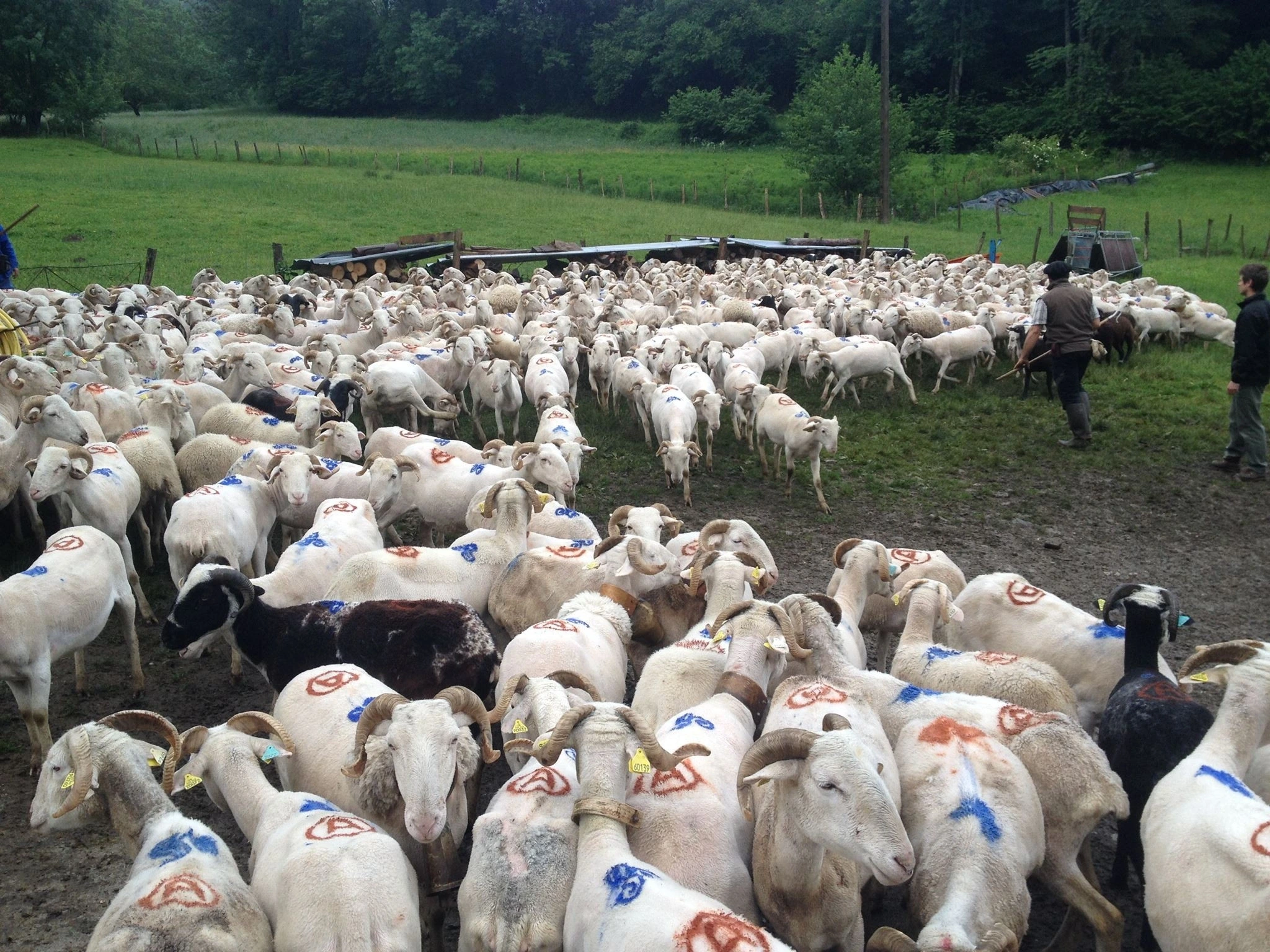 TRANSHUMANCE DE L'ESCALETTE
