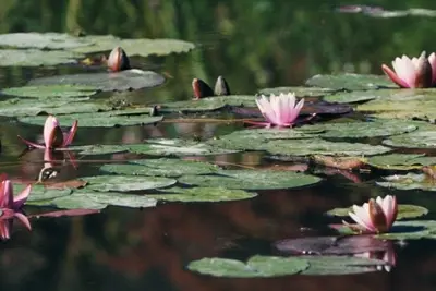 Diffusion du documentaire Monet et les Nymphéas, l'éternité retrouvée