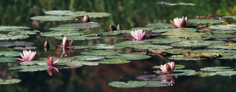 Diffusion du documentaire Monet et les Nymphéas, l'éternité retrouvée