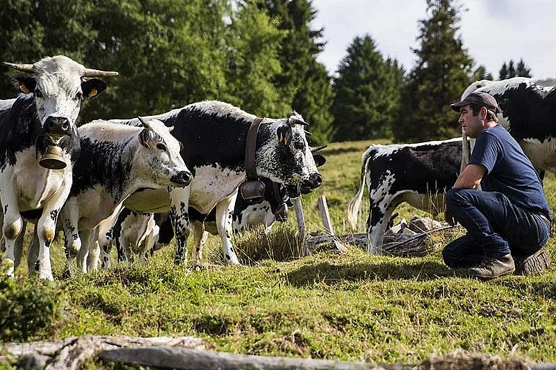 Visite à la ferme Cattenoz