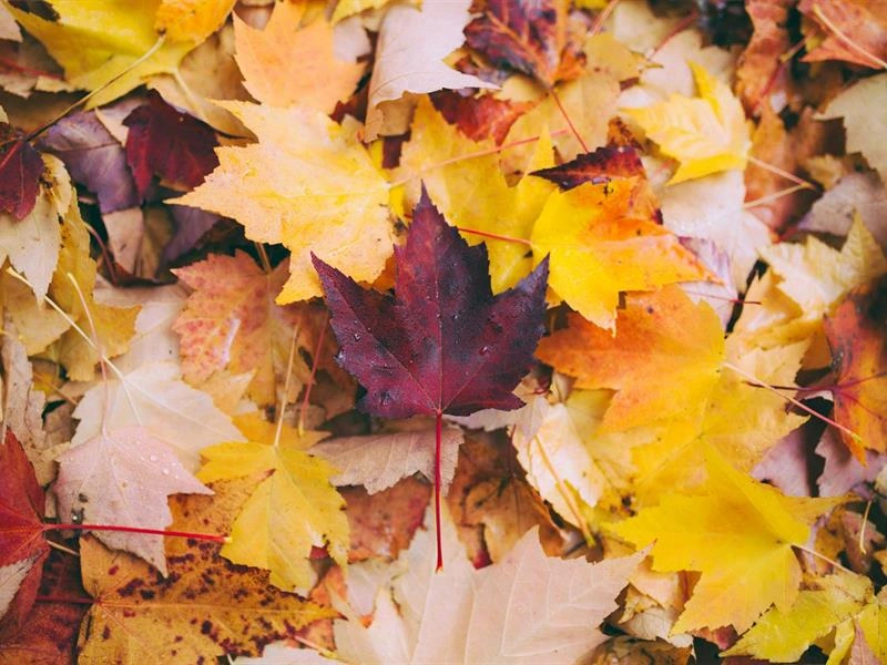Fête d'automne