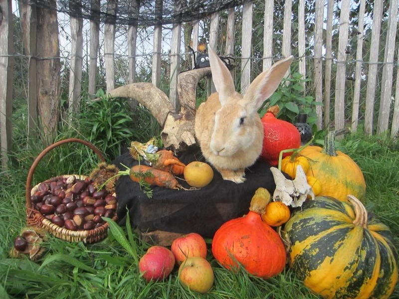 Animaux chimériques - Spécial Halloween