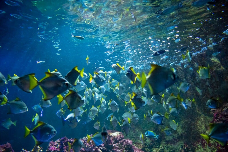 Les Voleurs de l'Aquarium Refuge