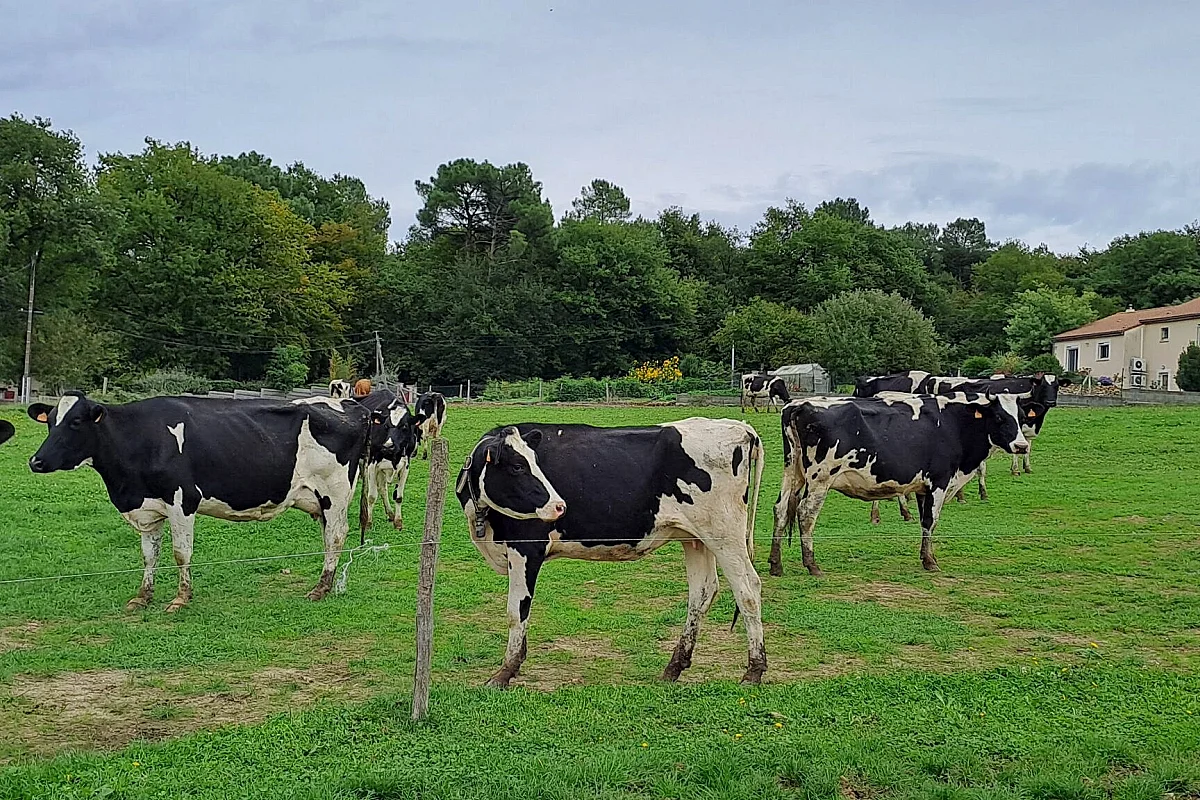Ici, nos savoir-faire - Visite Ferme Lait Gourmand de la Moulière
