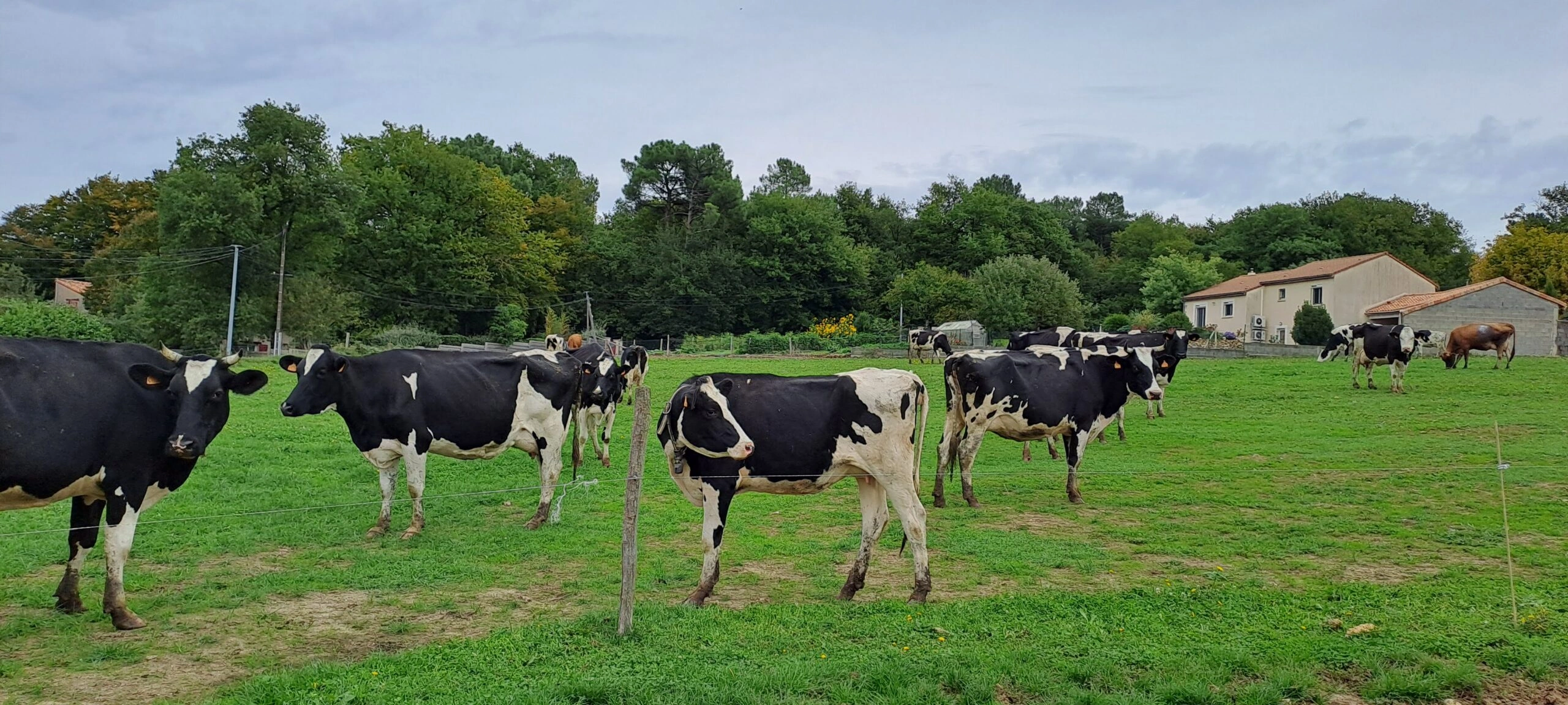 Ici, nos savoir-faire - Visite Ferme Lait Gourmand de la Moulière