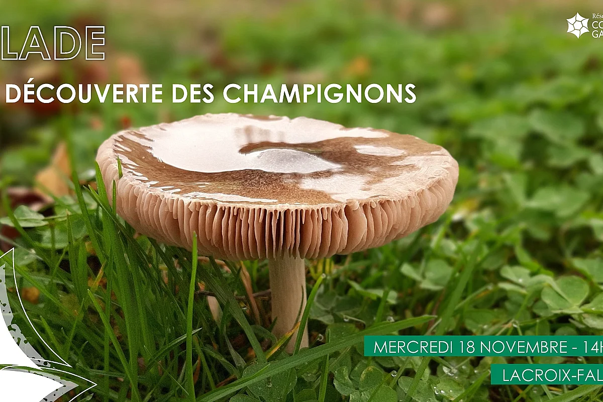 BALADE – A LA DÉCOUVERTE DES CHAMPIGNONS