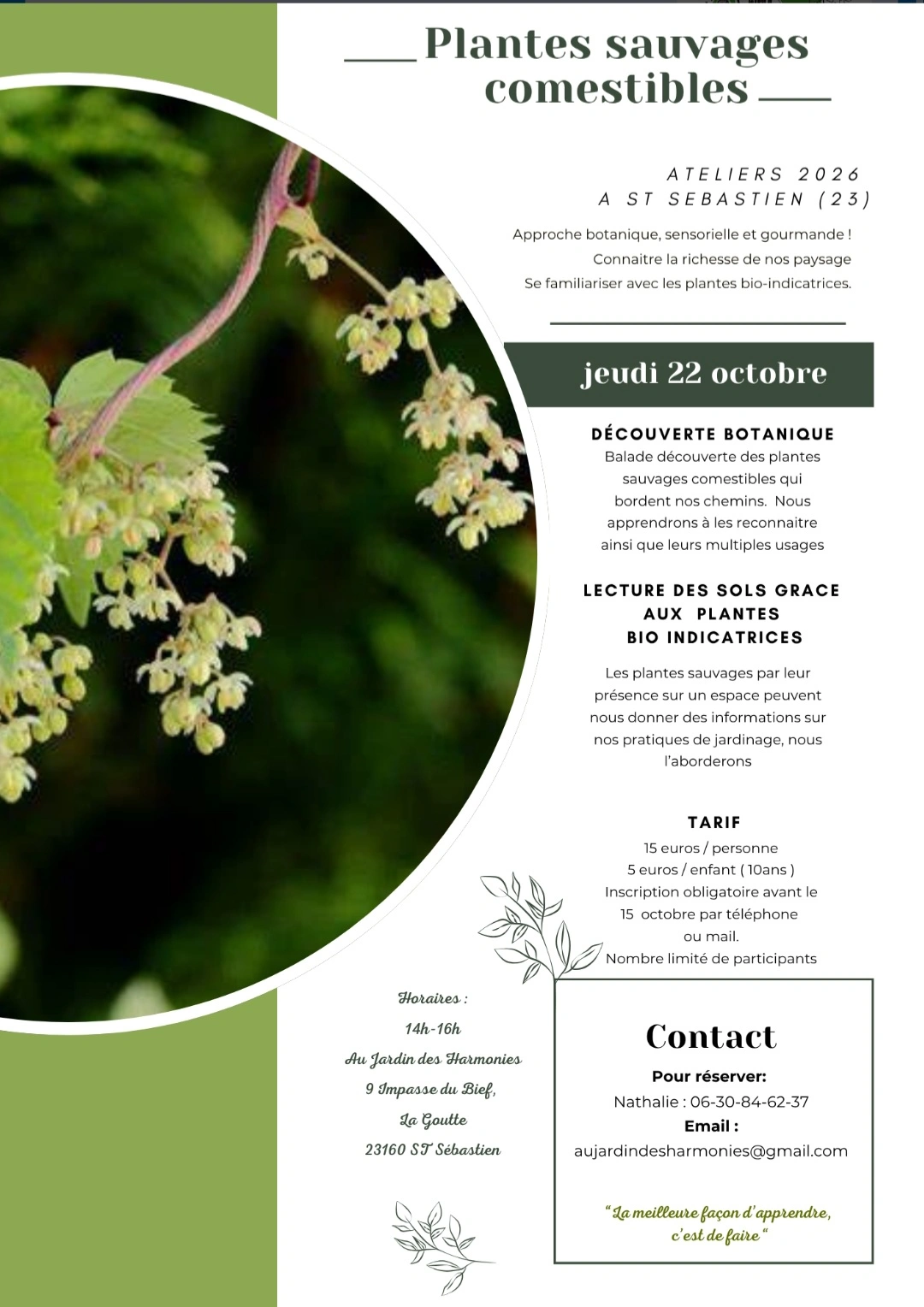 Atelier Plantes sauvages comestibles