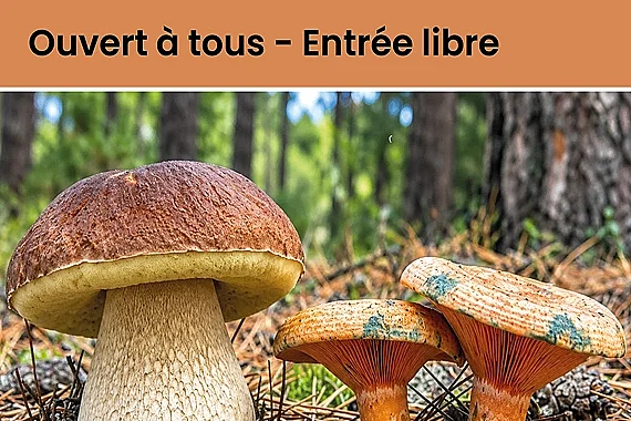 Atelier à la découverte des champignons