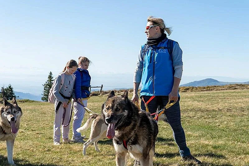 Cani-balade avec la meute de chiens nordiques