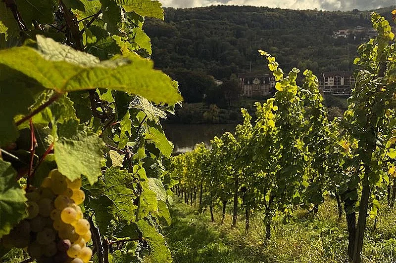 Portes ouvertes du domaine de l'Altbach
