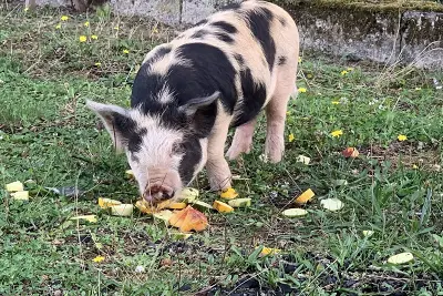 Création autour de l'automne au domaine D'Hestia