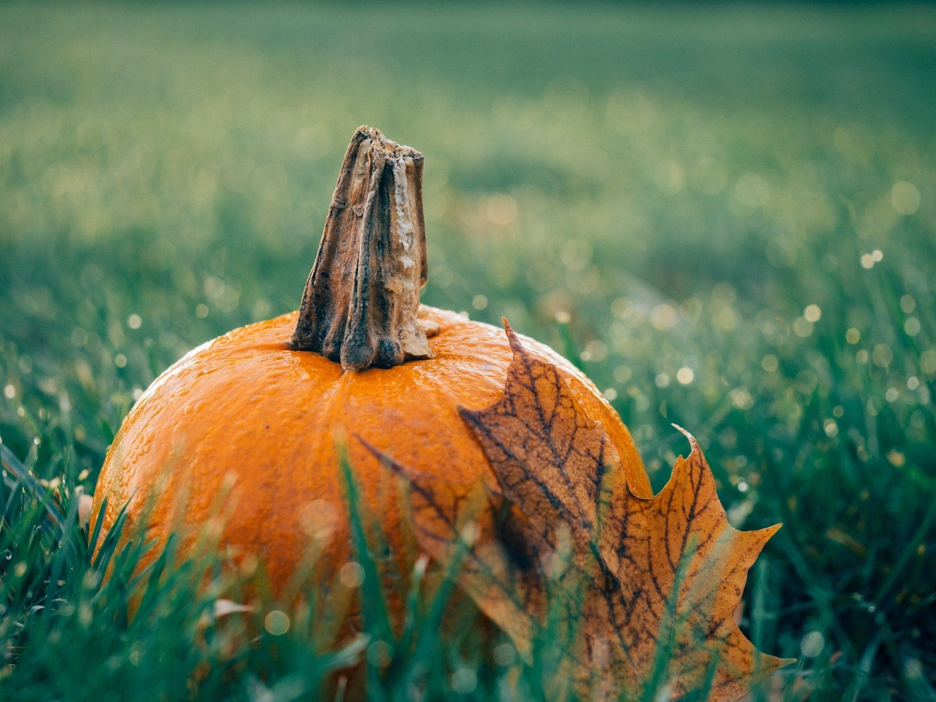 FÊTE DE L'AUTOMNE