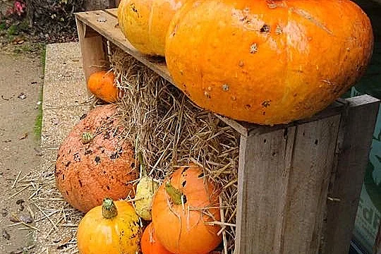 Concours de citrouille d'Halloween