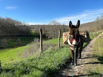 Excursion en forêt