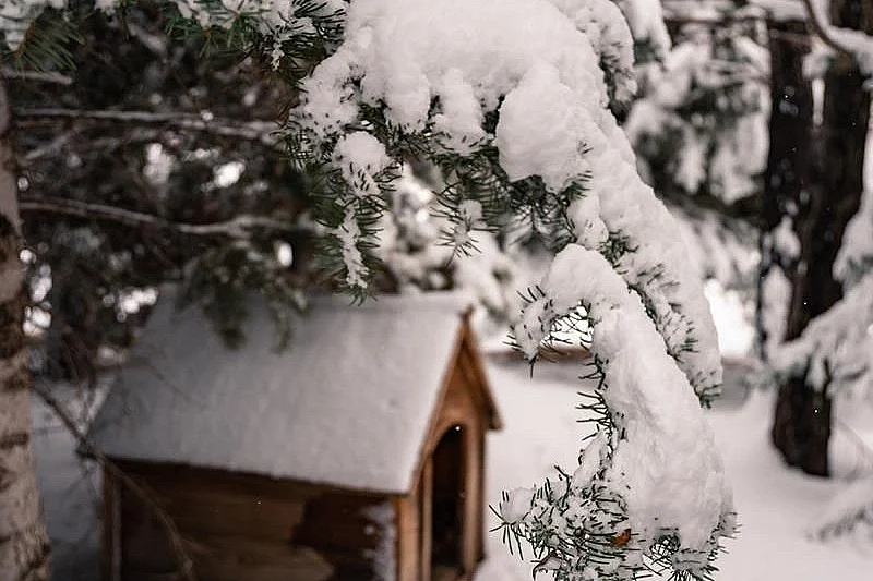 Spectacle : Ils veulent de la neige