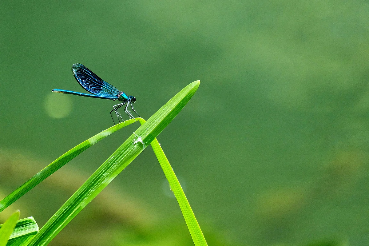 Sortie nature : le petit peuple des ruisseaux aux Cascades de Murel