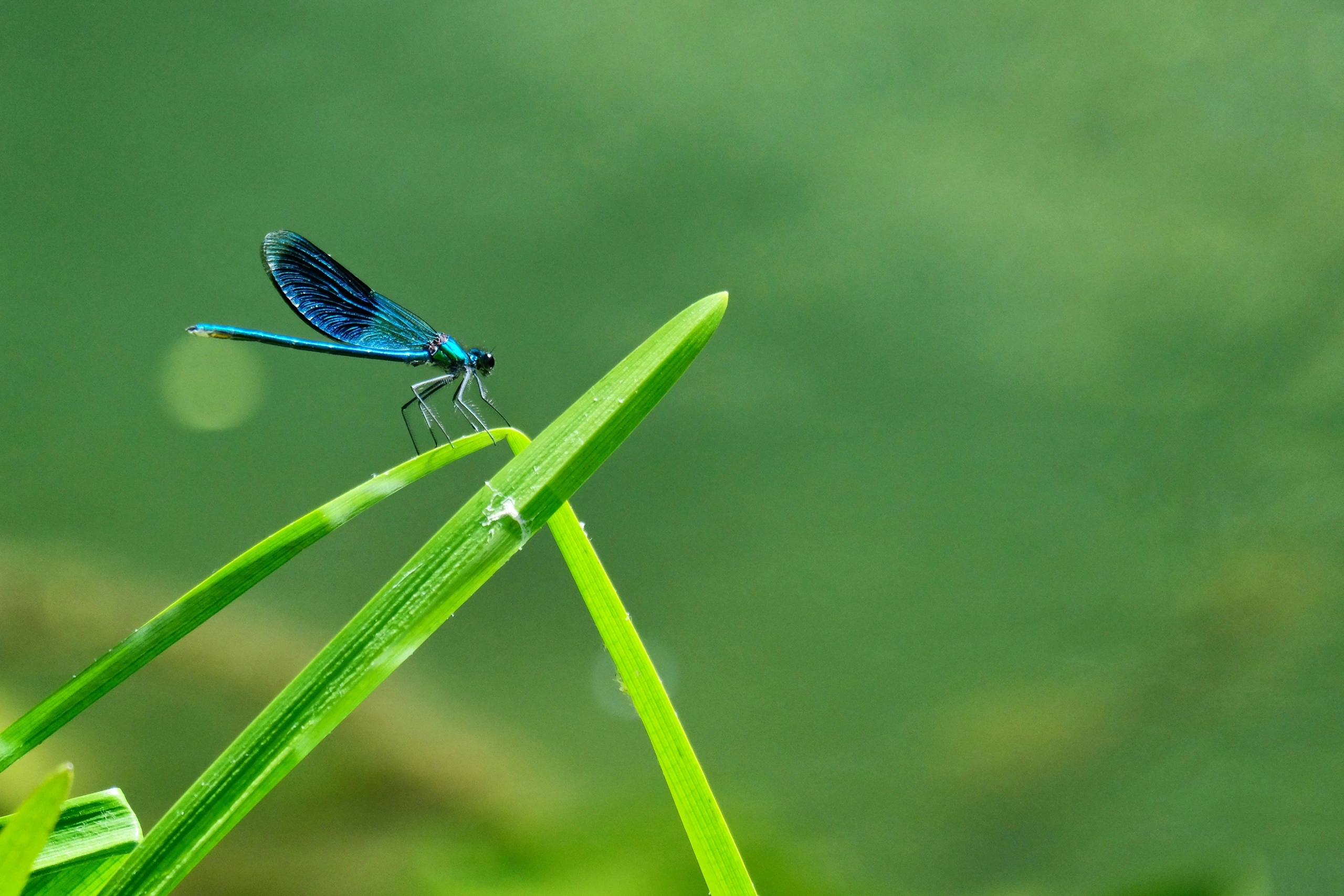 Sortie nature : le petit peuple des ruisseaux aux Cascades de Murel
