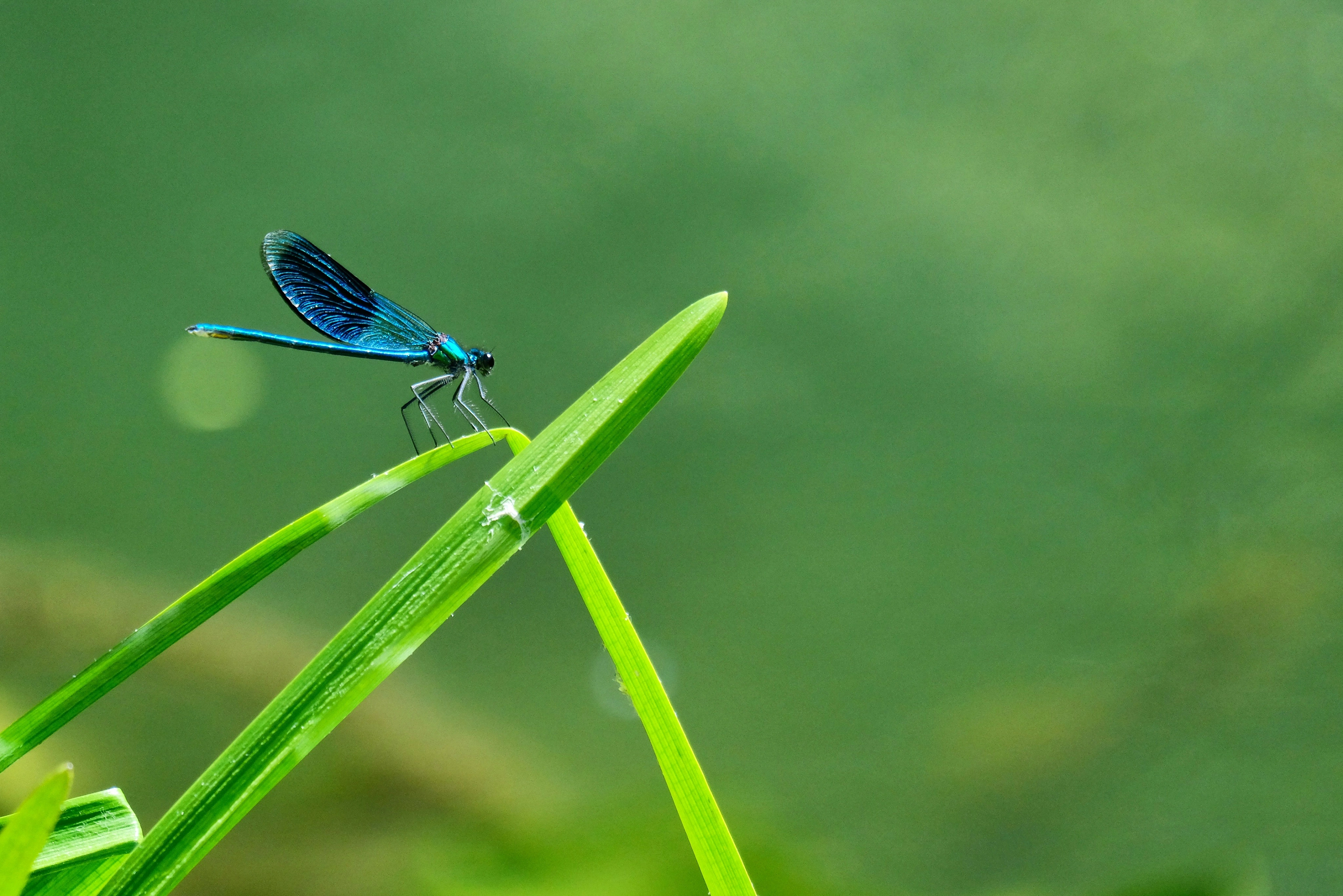 Sortie nature : le petit peuple des ruisseaux aux Cascades de Murel