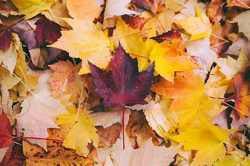 Fête d'automne