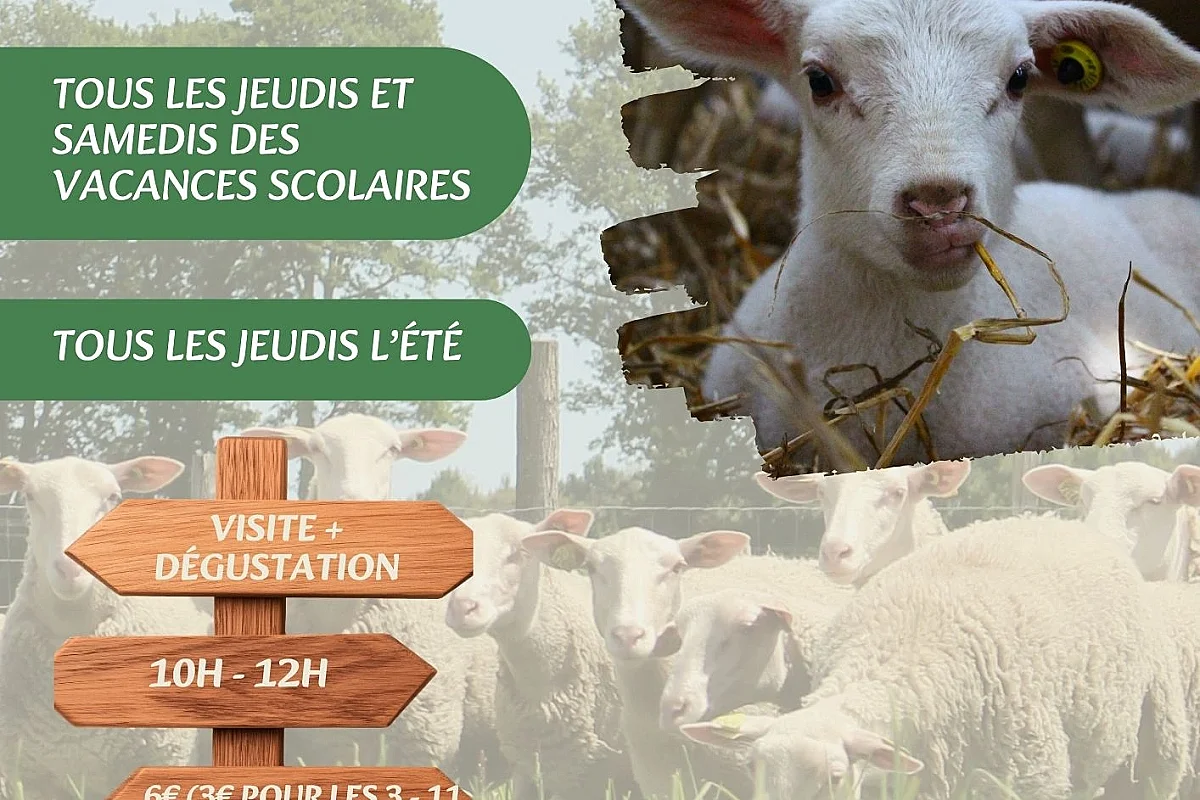 Découverte de la bergerie de Sarah : Visite & Dégustation