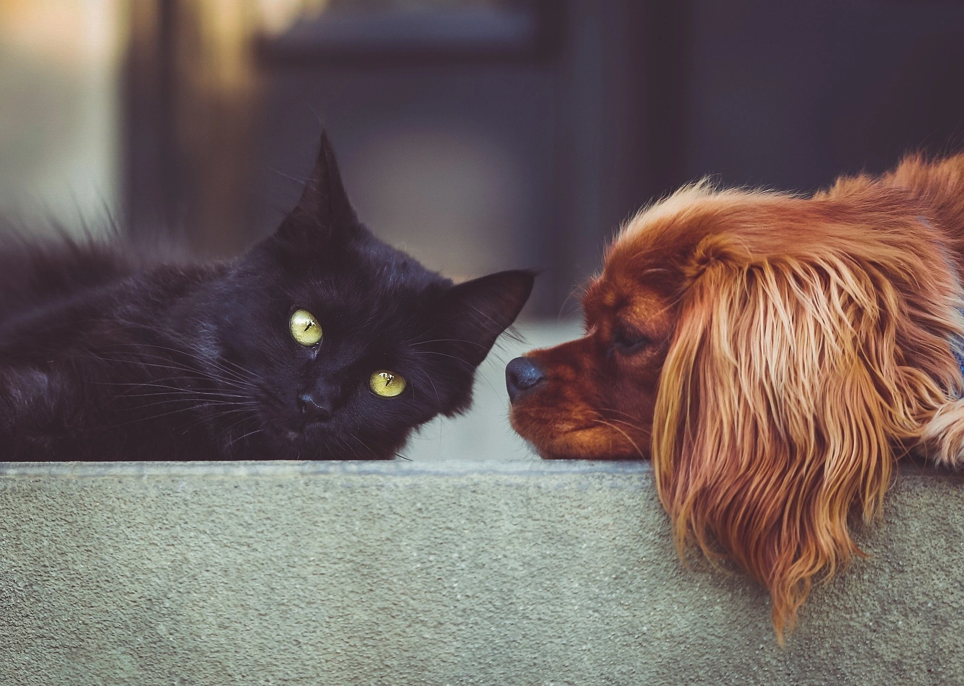 Atelier-conférence sur les animaux à la ferme : soins aux fleurs de Bach pour chiens et chats
