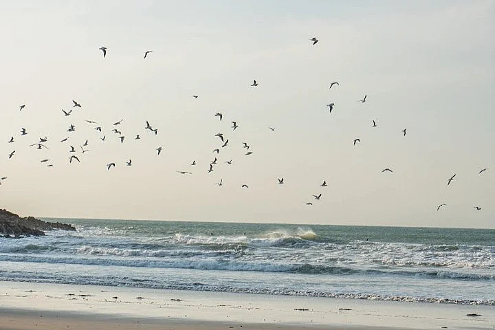À la découverte des oiseaux de Vicq-sur-Mer