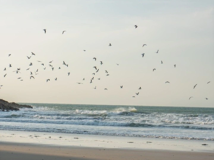 À la découverte des oiseaux de Vicq-sur-Mer