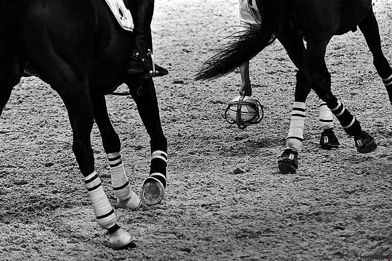 Concours régional de Horse-Ball