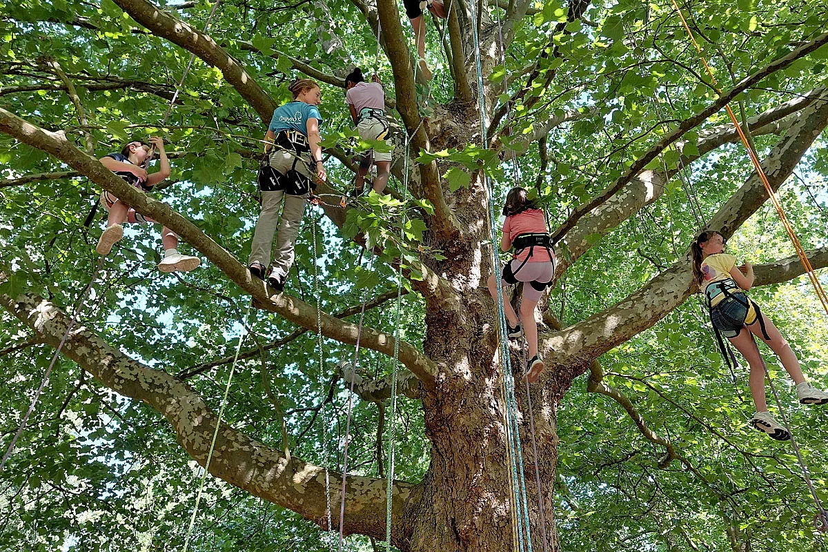 Stage de grimpe d'arbres
