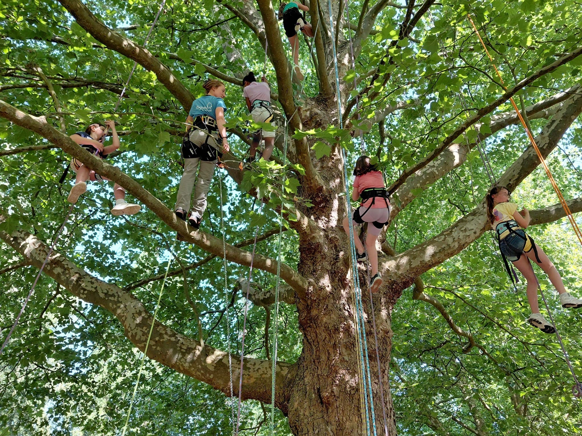 Stage de grimpe d'arbres