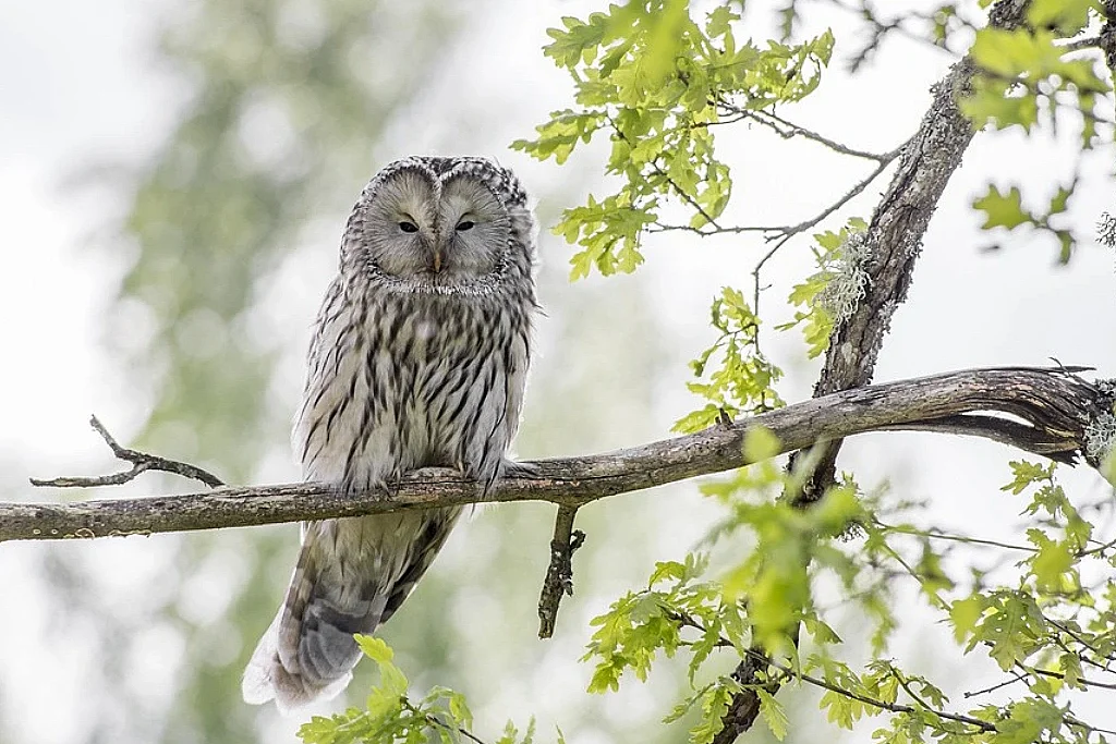 Atelier Nature : Chouettes et hiboux