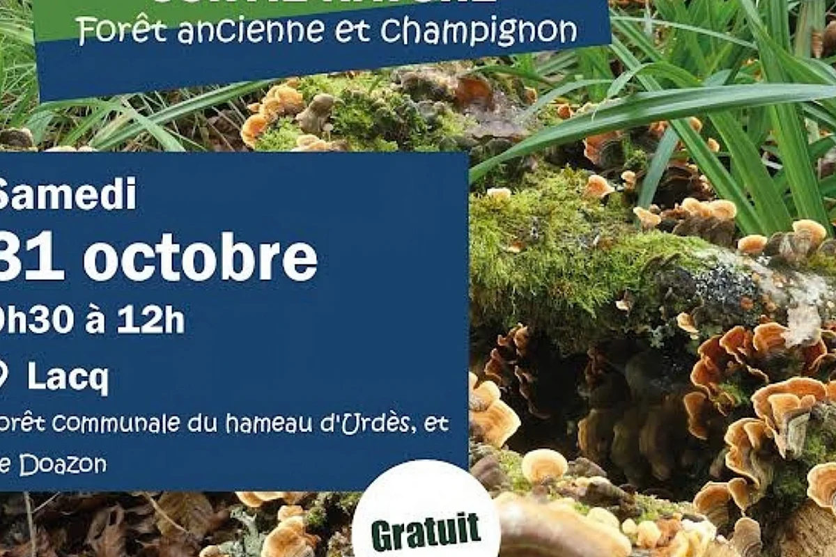 sortie nature : Forêt ancienne et champignon