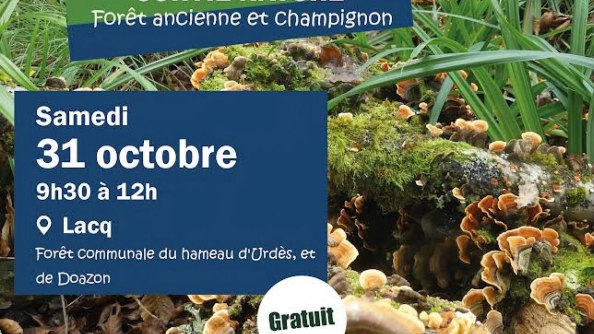 sortie nature : Forêt ancienne et champignon