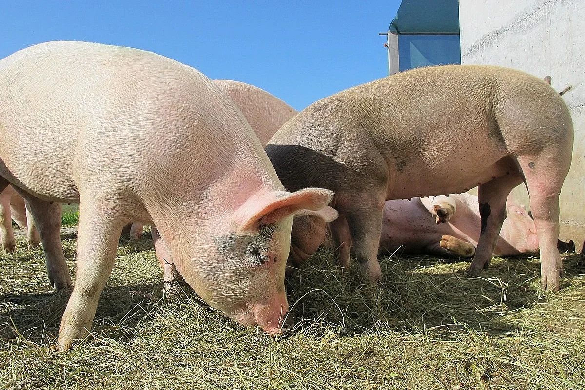 Les Cochonnailles
