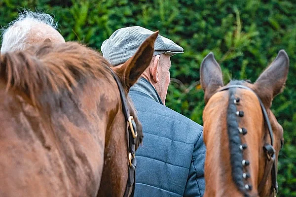 Concours local Selle Français