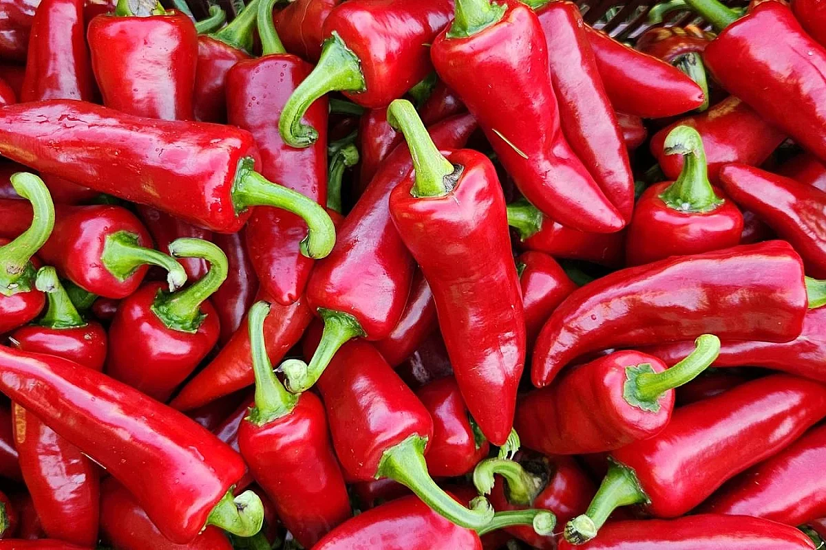 L’Atelier Découverte de la Ferme Kultur Piment