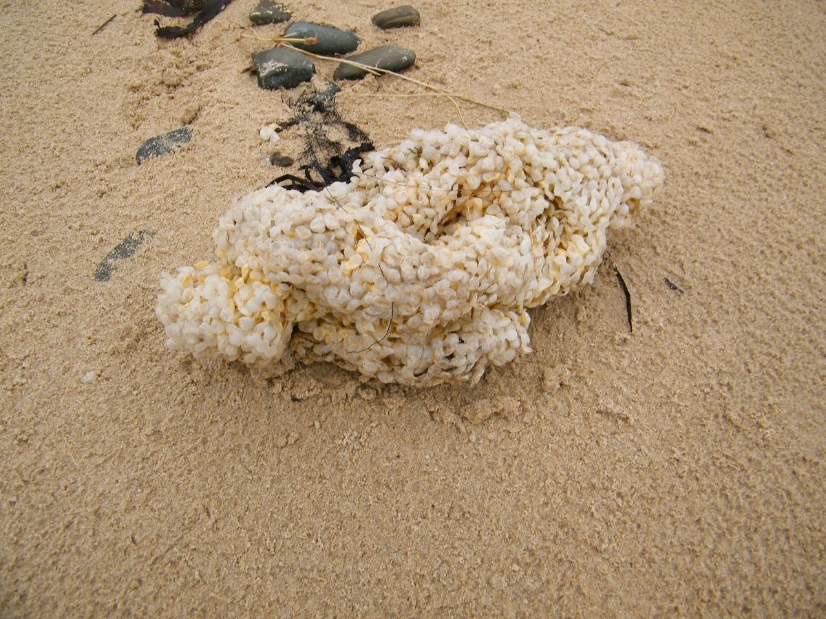 Trésors du haut de plage