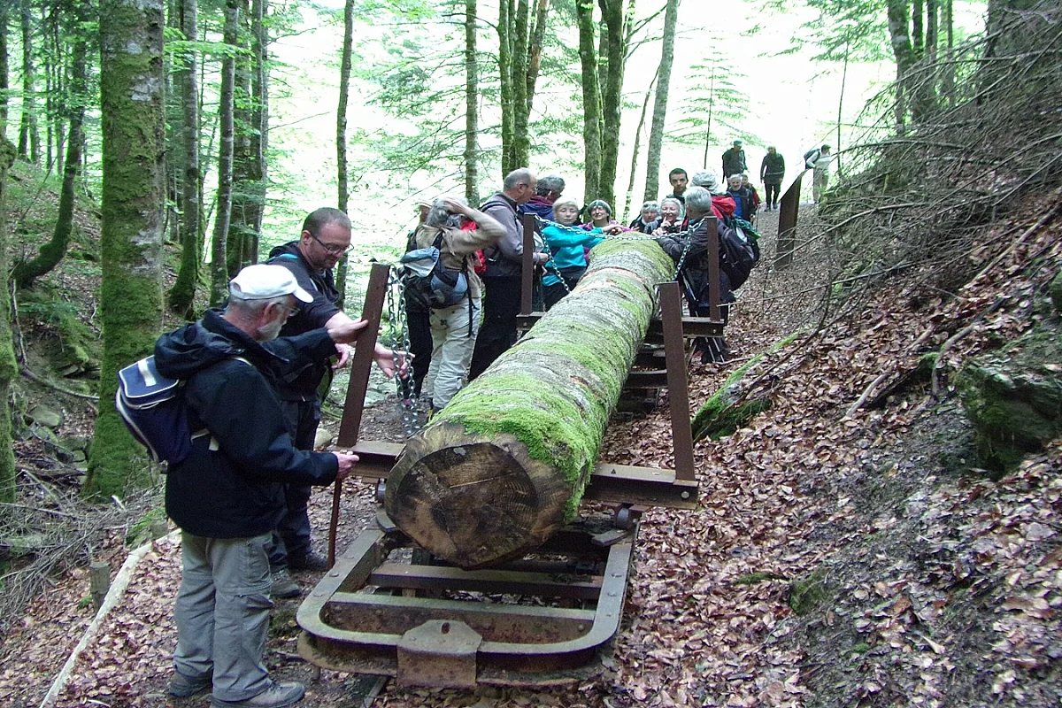 Sortie nature CPIE Pays Basque : La fabuleuse histoire de la forêt d’Iraty