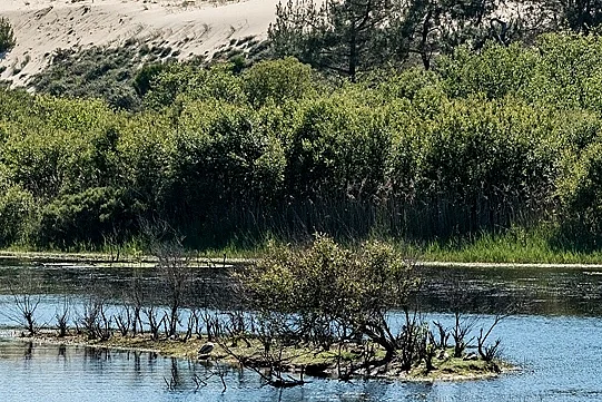 Automne en scène : A la découverte de la forêt et du littoral landais