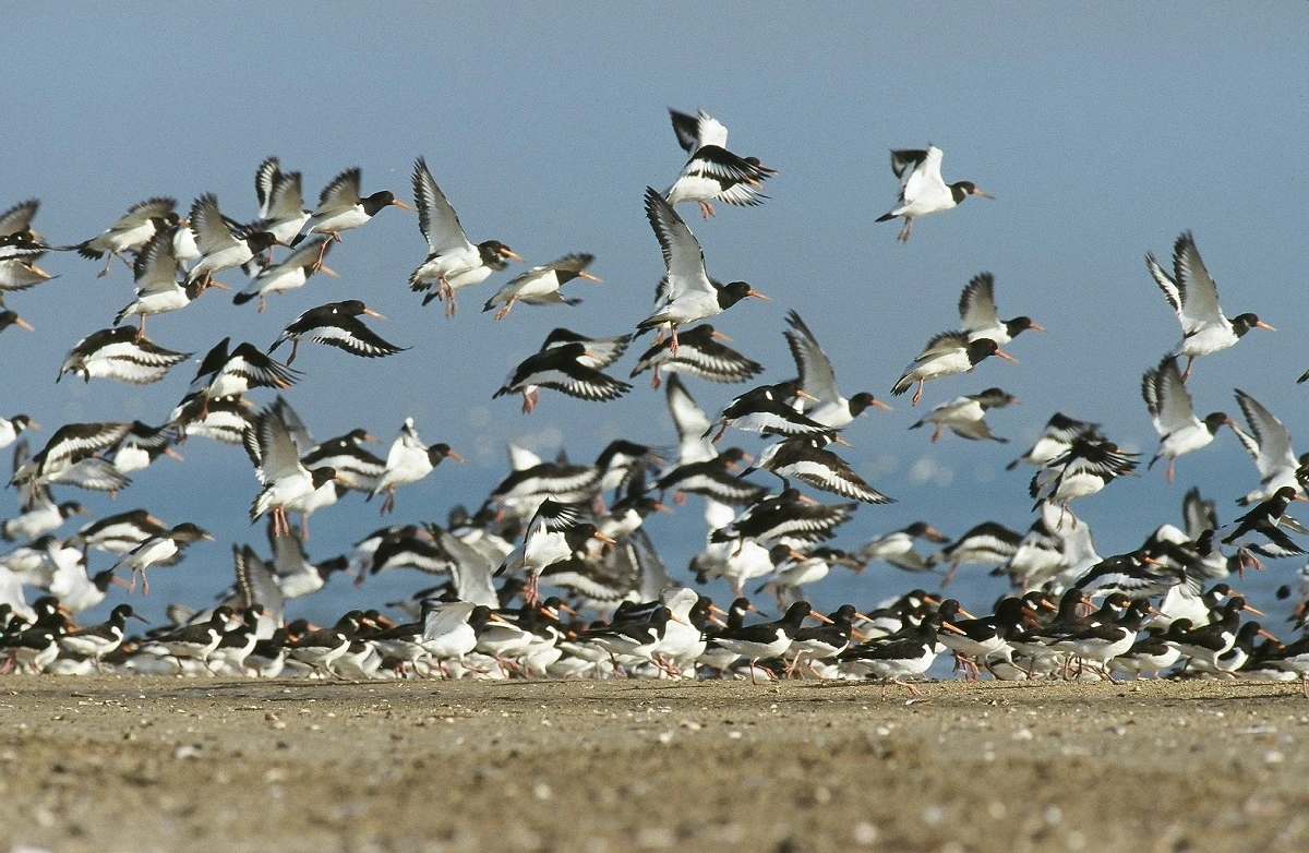 Oiseaux migrateurs et hivernants