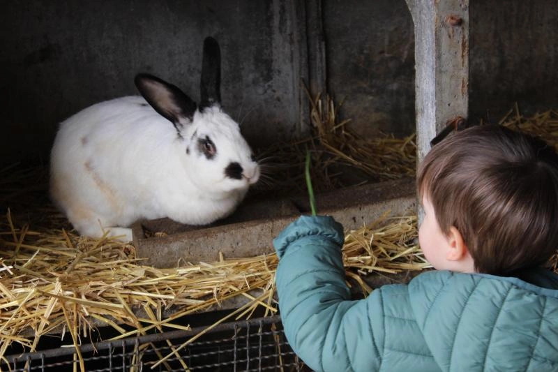 A la découverte des lapins (Atelier enfant - Mon petit lapin)