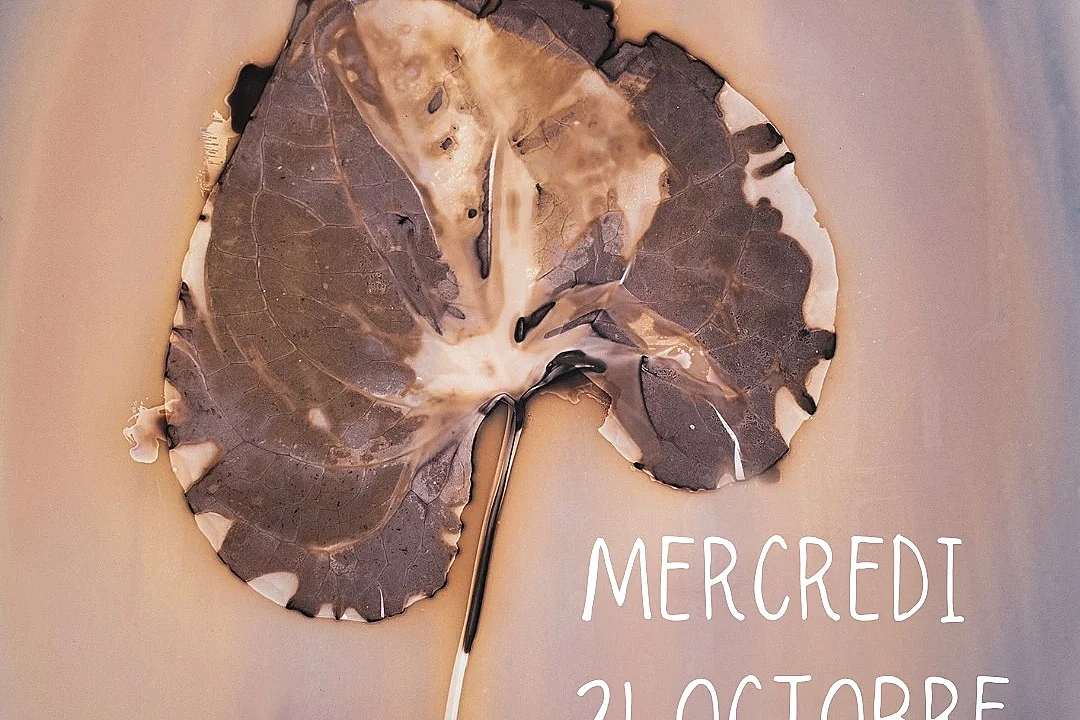 Herbier de lumière, à la découverte du photogramme - à Niort