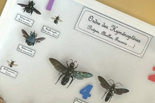 Atelier Fourmidable : les petites bêtes et leurs refuges