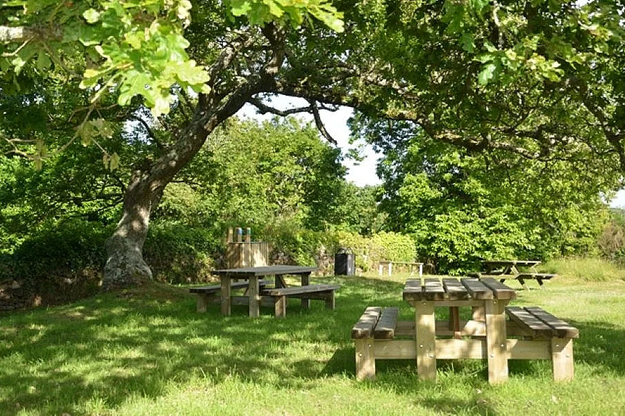 Atelier nature : l'arbre dans tous ses états (3-5 ans)