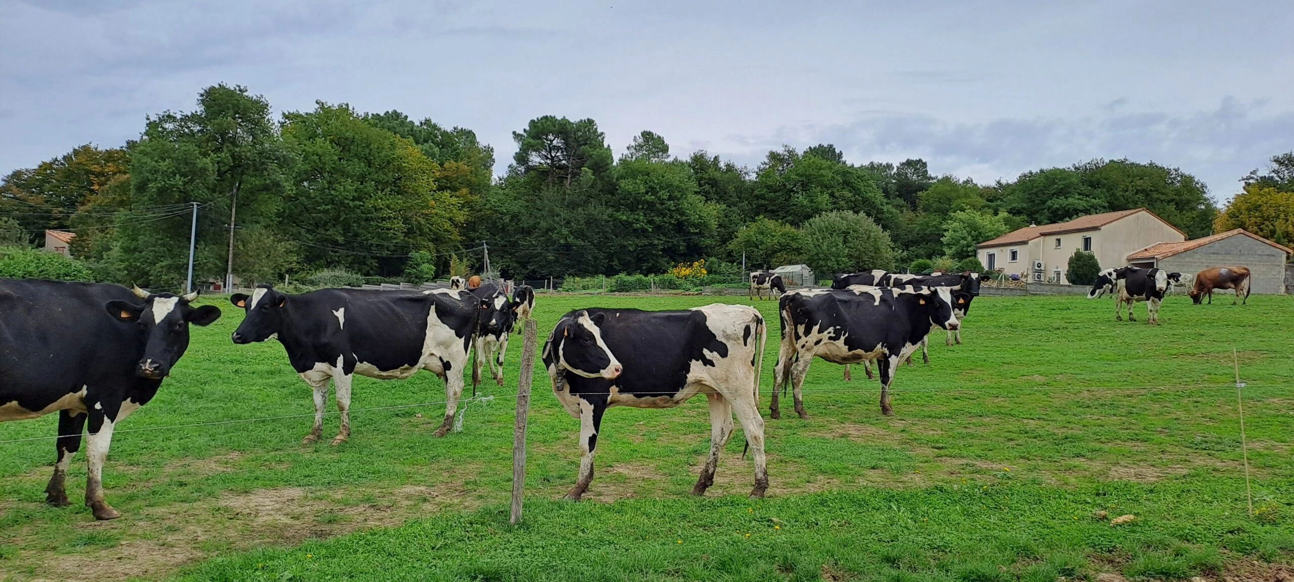 Ici, nos savoir-faire - Visite Ferme Lait Gourmand de la Moulière