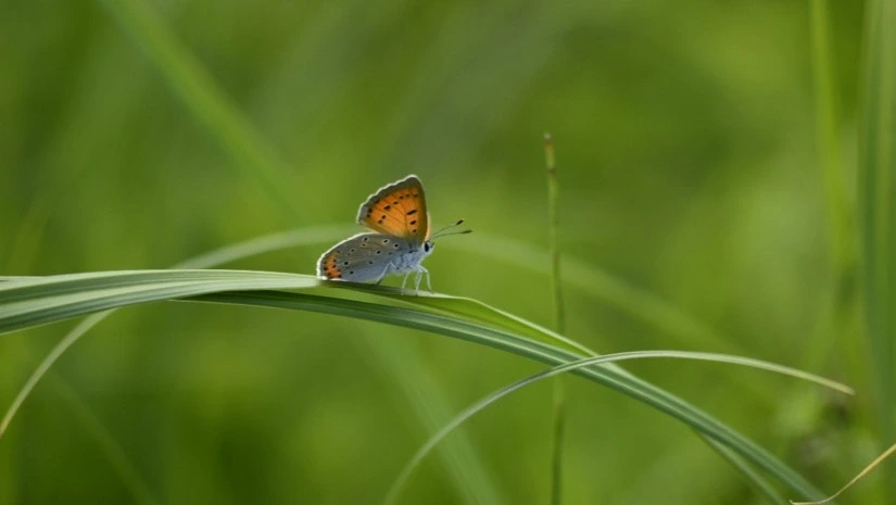 Observons la nature