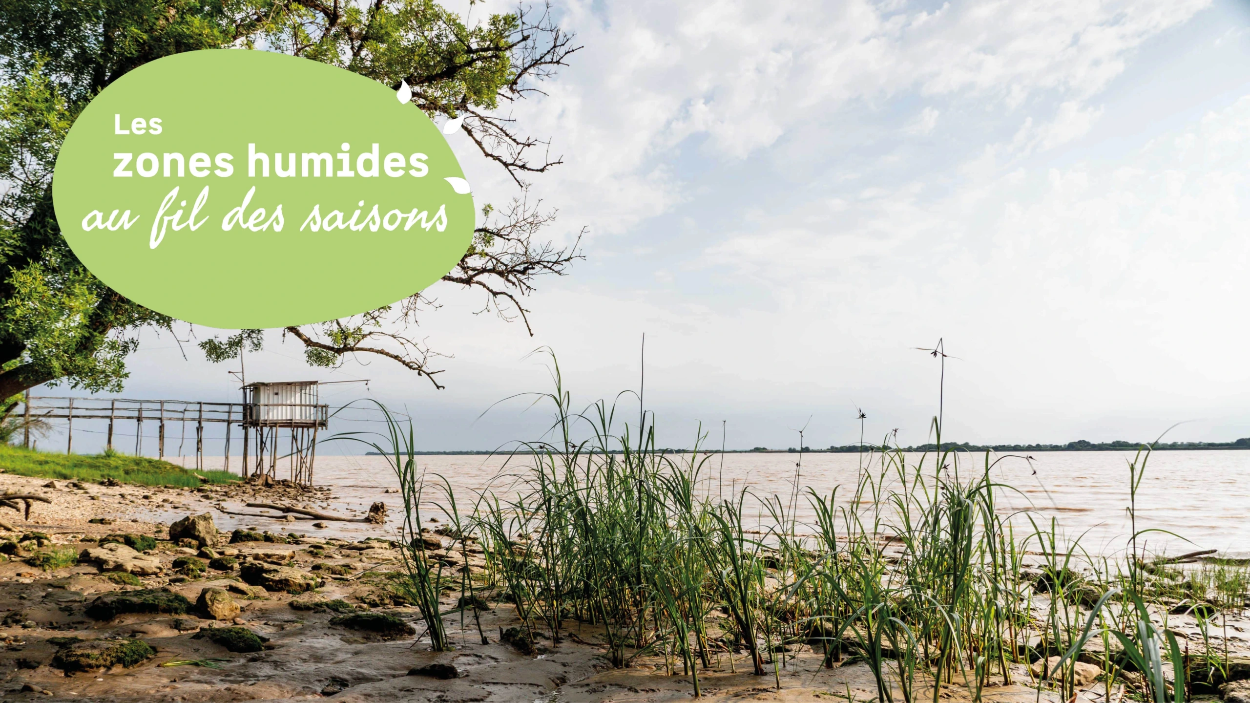 Les zones humides au fil des saisons : Initiation à la botanique et aux plantes domestiques du bord d'estuaire