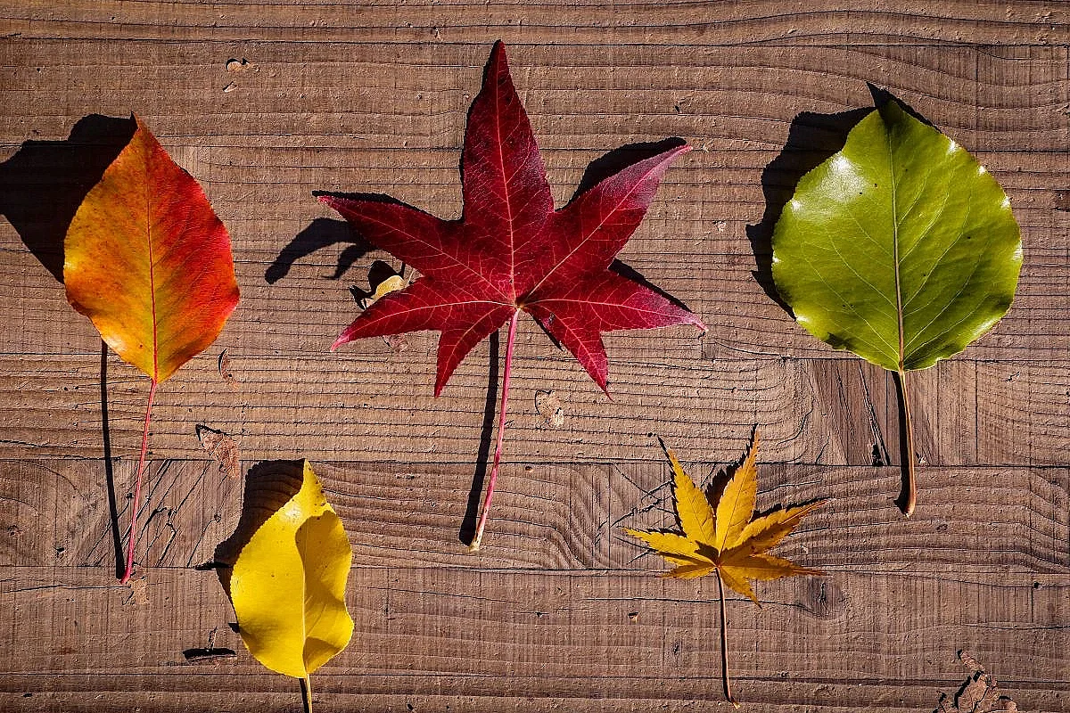 Sortie parent-enfant : chasse aux feuilles d’automne